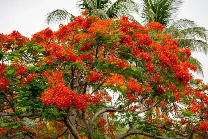 The-Flaming-Tabachin-Tree